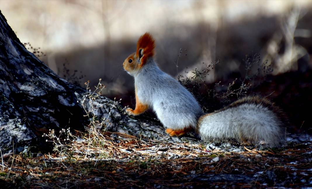 Doğanın renkli misafirleri! Kars'ta kızıl sincaplar yaşam alanlarında görüntülendi 16